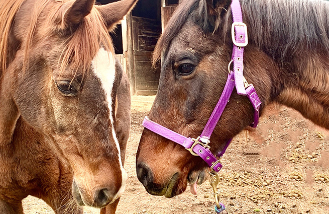 Two horses nose to nose at the Equine Aid Horse and Donkey rescue facility. 