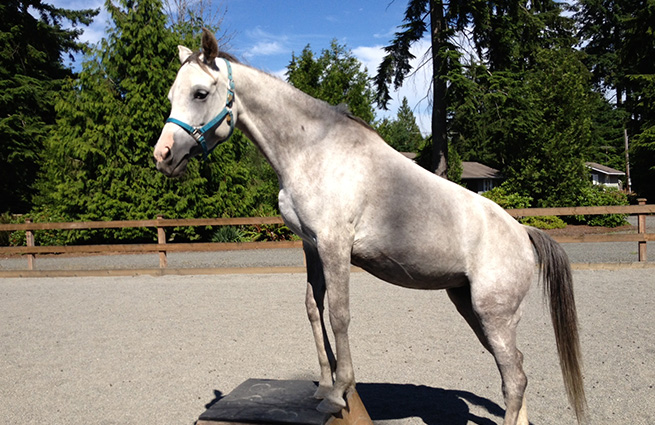 Beautiful grey horse performing by stepping up on a platform with its front legs to demonstrate the training at Equine Aid Horse and Donkey Rescue. 