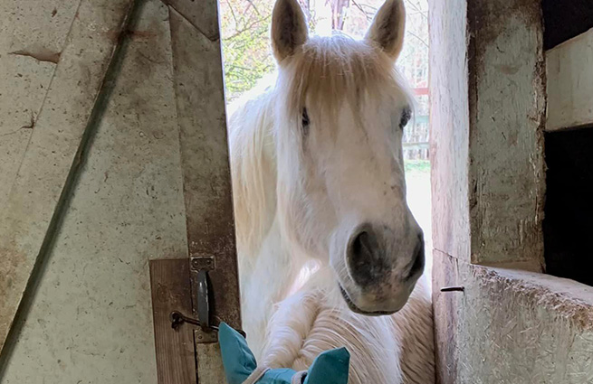 Sweet looking white horse with its mane over her eyes looking over the top of another horse into the barn door. 