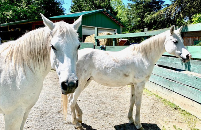 Two cute white horses, smudged with dirt, stand in a paddock at the rescue facility.