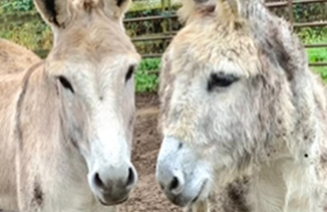 Two sweet donkeys stand close to each other, nearly touching noses, keeping each other company. 