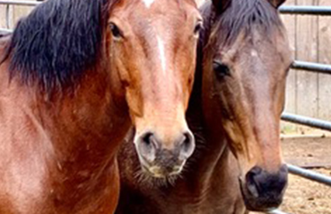 Two rescued bay horses stand close to each other and are inseparable being best herd buddies. 