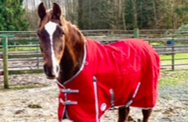A chestnut horse with a white blaze is wearing a red horse blanket at the rescue facility. 