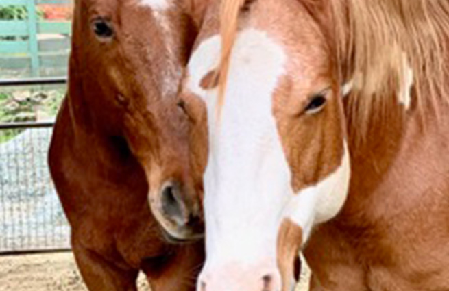 One horse stands very close to its herd buddy that's a sorrel paint for comfort at the Equine Aid Horse and Donkey Rescue facility. 