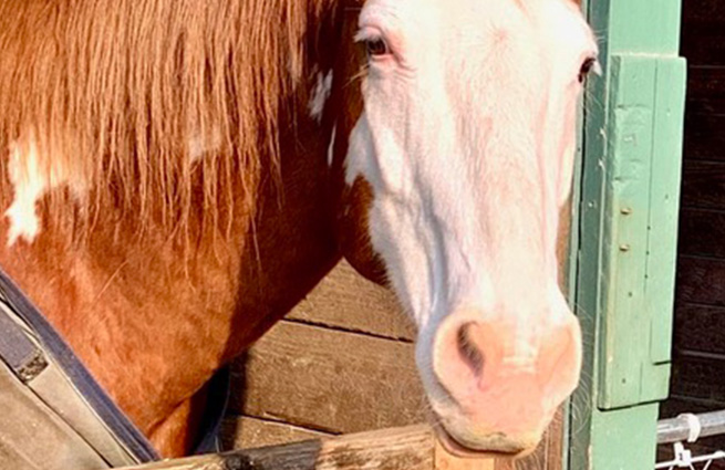 A big sorrel paint with a white face with blond eyelashes looks back at volunteers. 