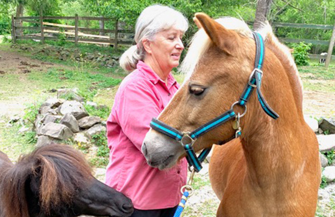 An equine rescue volunteer grooms a Welsh pony that's wearing a halter with a dark-bay miniature pony looking on.
