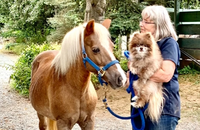 Absolutely cute picture of a Palomino pony checking out a small dog in the arms of a volunteer. 