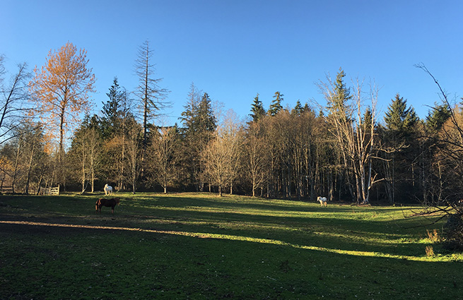 A tranquil view of the horse pasture shows several horses enjoying the open pasture under the rays of the sun on a bright autumn day. 