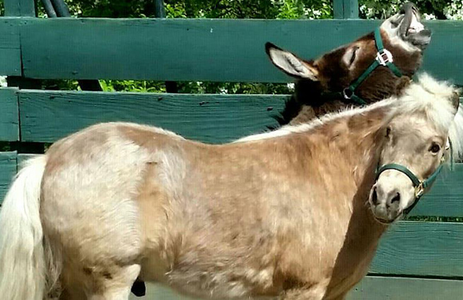 A cute picture of a dark bay donkey with his head up high and his nose curled up, standing right behind a palomino pony. 