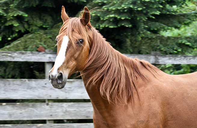 Wild-eyed chestnut horse sizing up volunteers at the Equine Aid Horse and Donkey Rescue facility. 