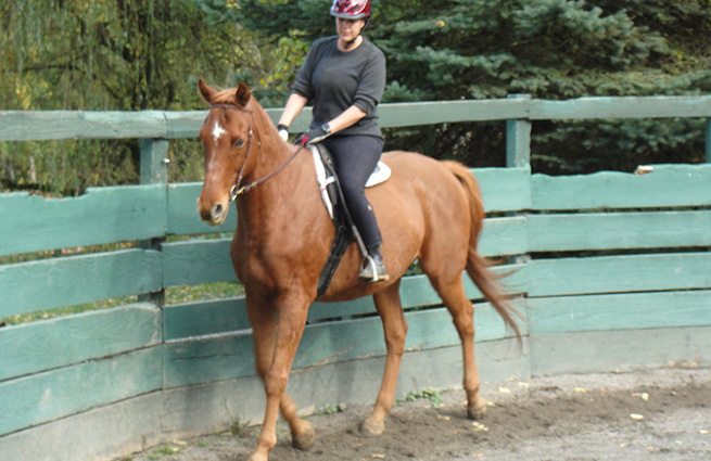 A rescue volunteer is riding a chestnut horse around the arena to prepare the horse for adoption. 