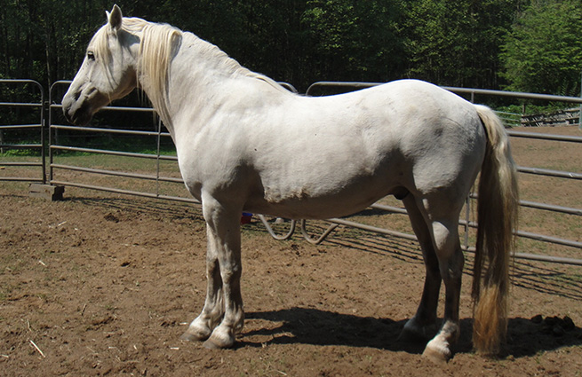 A creamy-colored muscular horse stands in a round pen with its head up and proud.