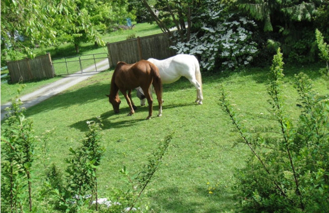 A peaceful scene at the Equine Aid Horses and Donkey Rescue of a chestnut horse and a white horse, standing close, contently munching grass. 