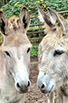 Two rescued donkeys at the Equine Aid Horse and Donkey Rescue 