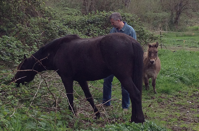 Tulalip Cares Recipient for 2015, Horses Healing Hero's.