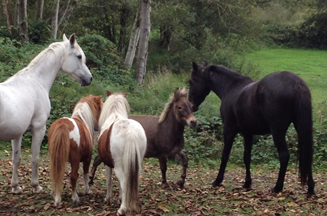 Tulalip Cares Recipient for 2015, Horses Healing Hero's.