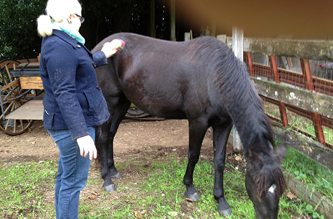 Tulalip Cares Recipient for 2015, Horses Healing Hero's.