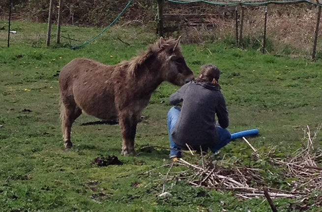 Tulalip Cares Recipient for 2015, Horses Healing Hero's.