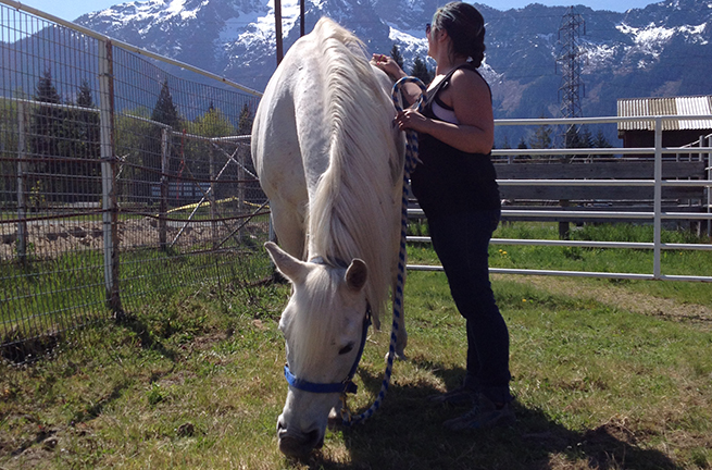 Tulalip Cares Recipient for 2015, Horses Healing Hero's.