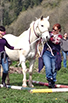 Tulalip Cares Recipient for 2015, Horses Healing Heros.